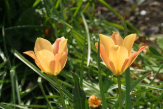 Tulipa batalinii 'Apricot Jewel'  bestellen